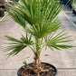 Bilde av Chamaerops humilis C4-Spanne Plantesalg