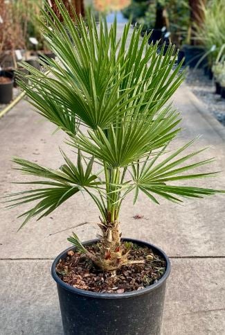 Bilde av Chamaerops humilis C4-Spanne Plantesalg