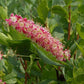 Bilde av Clethra alnifolia 'Ruby Spice'-Spanne Plantesalg