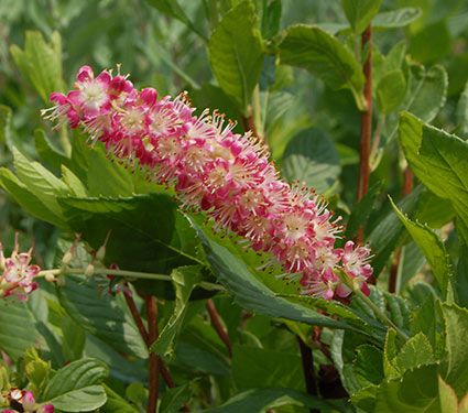 Bilde av Clethra alnifolia 'Ruby Spice'-Spanne Plantesalg