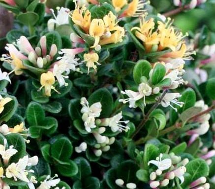 Bilde av Lonicera crassifolia 'Little Honey'-Spanne Plantesalg