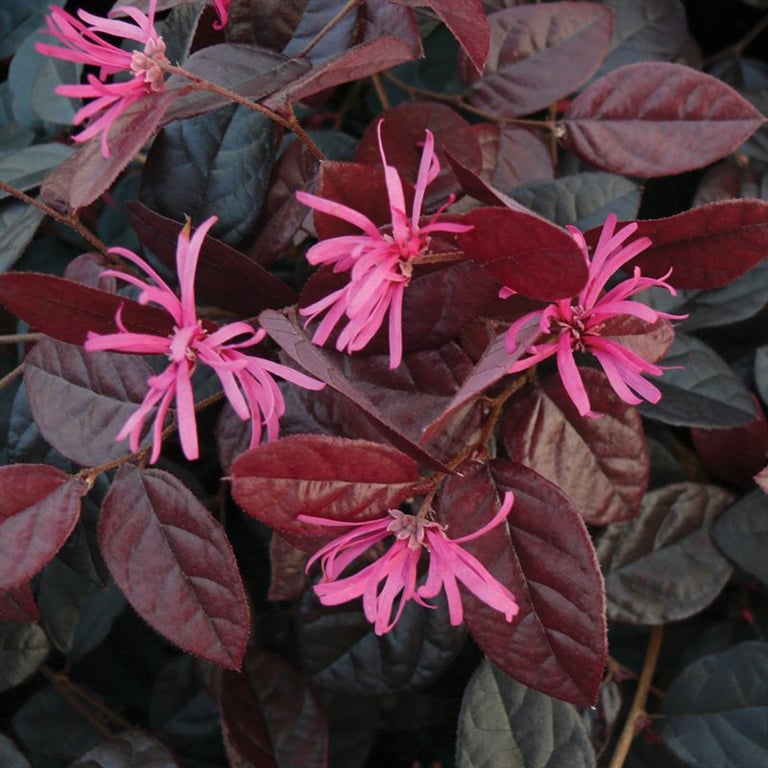 Bilde av Loropetalum chin. 'Fire Dance'-Spanne Plantesalg