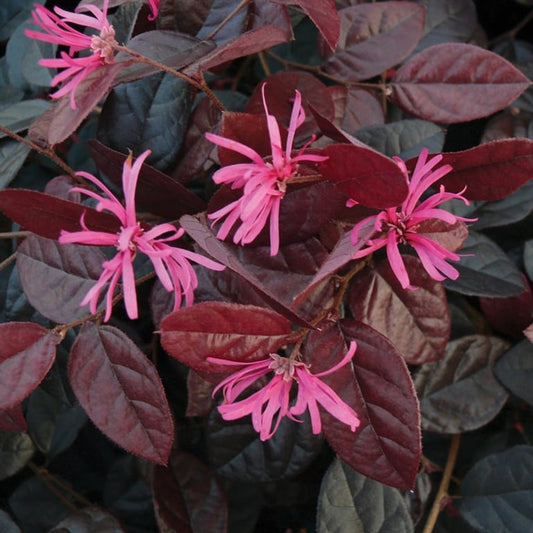 Bilde av Loropetalum chin. 'Fire Dance'-Spanne Plantesalg