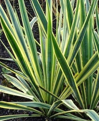 Bilde av Yucca filamentosa 'Bright Edge'-Spanne Plantesalg