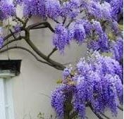 Bilde av Wisteria macrostachya 'Blue Moon' C2-Spanne Plantesalg