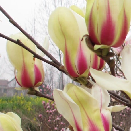 Bilde av Magnolia 'Sunrise'-Spanne Plantesalg