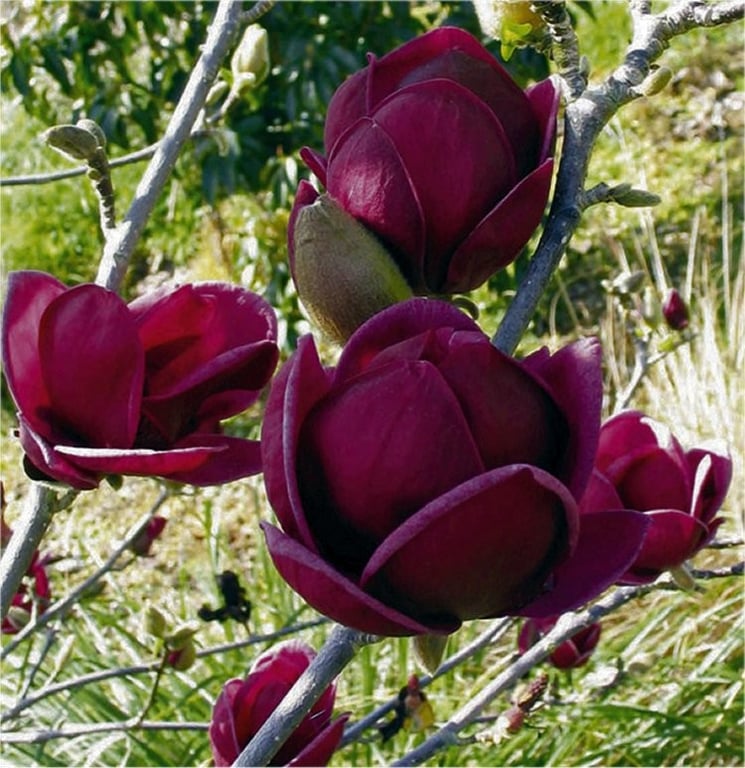 Bilde av Magnolia Black Tulip-Spanne Plantesalg