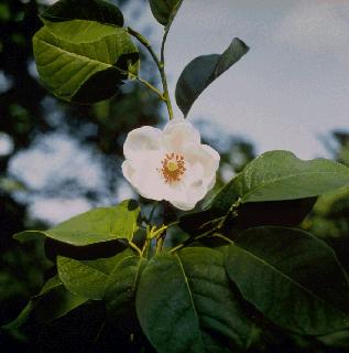 Bilde av Magnolia sieboldii-Spanne Plantesalg