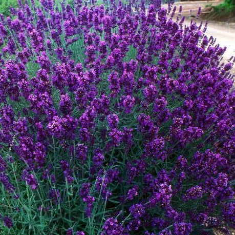 Bilde av Lavandula Hidcote-Spanne Plantesalg