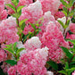 Bilde av Hydrangea pan. 'Vanille Fraise' 60cm st.-Spanne Plantesalg