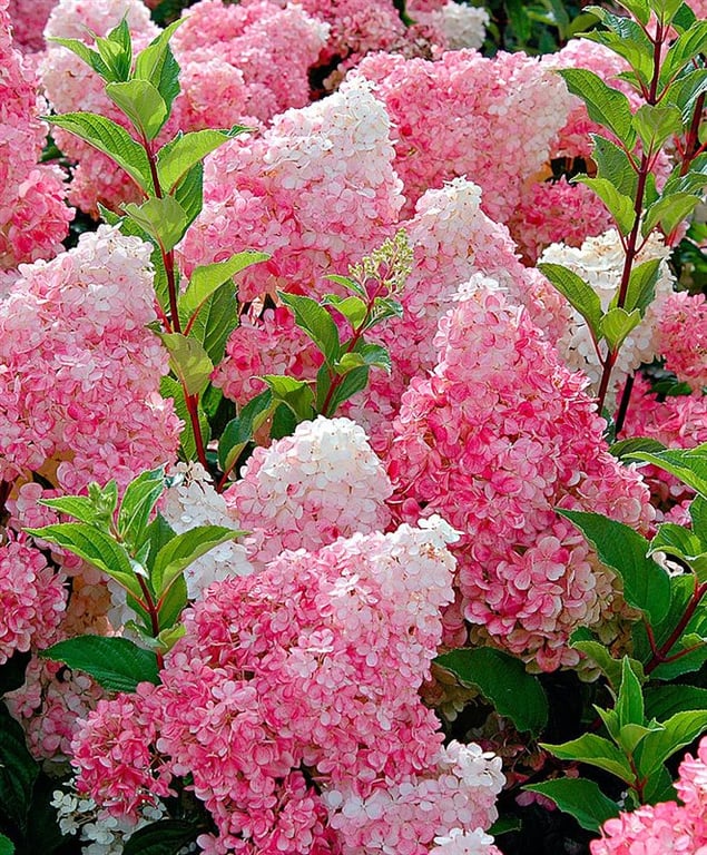 Bilde av Hydrangea pan. 'Vanille Fraise' 60cm st.-Spanne Plantesalg