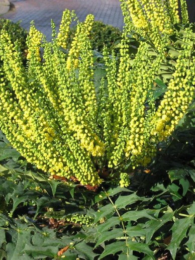 Bilde av Mahonia media 'Charity'-Spanne Plantesalg