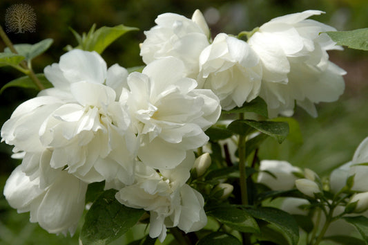 Bilde av Philadelphus 'Snowbelle'-Spanne Plantesalg