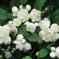 Bilde av Philadelphus 'Virginal'-Spanne Plantesalg