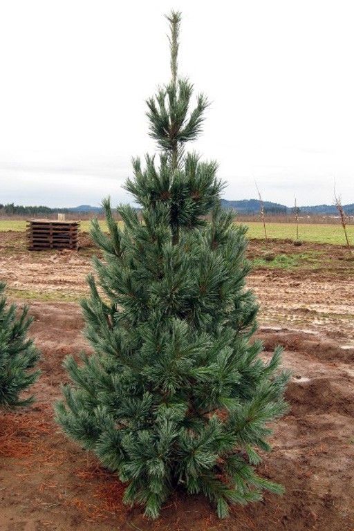 Bilde av Pinus flex. 'Vanderwolf's Pyramid'-Spanne Plantesalg