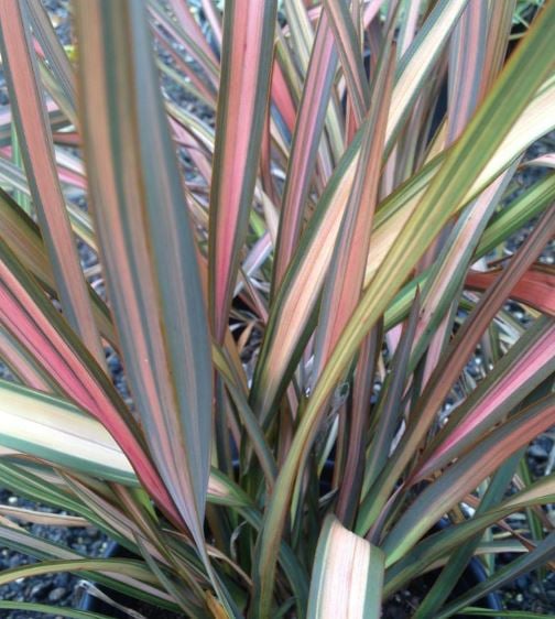 Bilde av Phormium 'Rainbow Sunrise'-Spanne Plantesalg