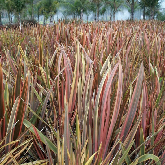 Bilde av Phormium 'Sundowner'-Spanne Plantesalg