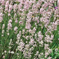 Bilde av Lavandula Rosea-Spanne Plantesalg