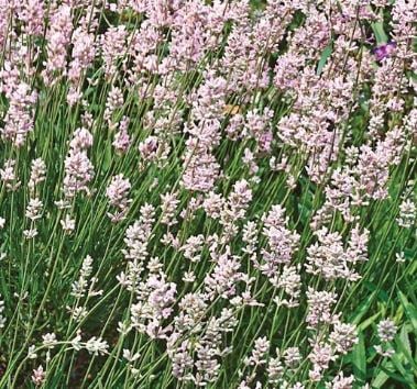 Bilde av Lavandula Rosea-Spanne Plantesalg