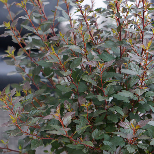 Bilde av Physocarpus o. 'Little Joker'-Spanne Plantesalg