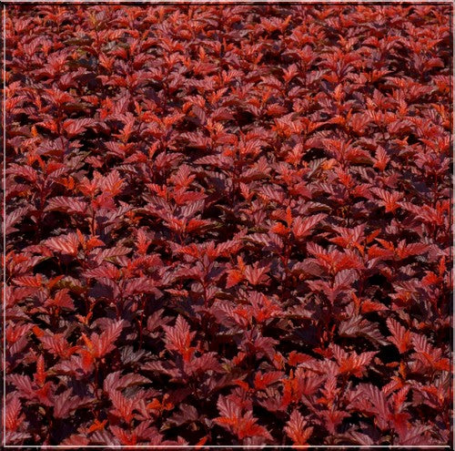 Bilde av Physocarpus o. 'Little Angel'-Spanne Plantesalg