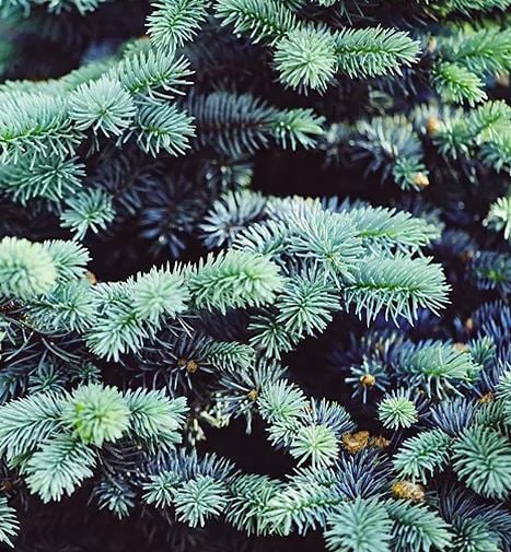 Bilde av Picea pungens 'Super Blue'-Spanne Plantesalg