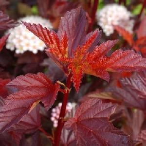 Bilde av Physocarpus opulif. 'Diable d'Or' ®-Spanne Plantesalg