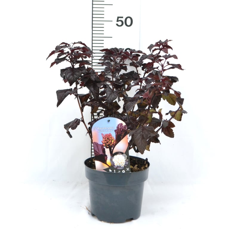 Bilde av Physocarpus opulif. 'Rubella'-Spanne Plantesalg