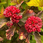 Bilde av Physocarpus opulif. Magic Ball-Spanne Plantesalg