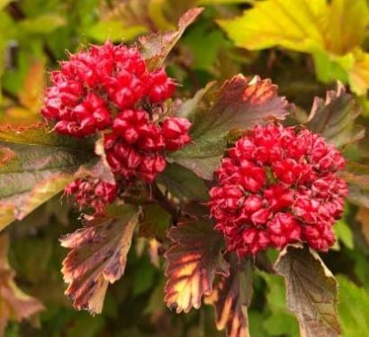 Bilde av Physocarpus opulif. Magic Ball-Spanne Plantesalg