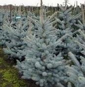 Bilde av Picea pungens 'Edith'-Spanne Plantesalg