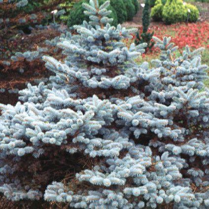 Bilde av Picea pungens 'Glauca Globosa' C7,5-Spanne Plantesalg