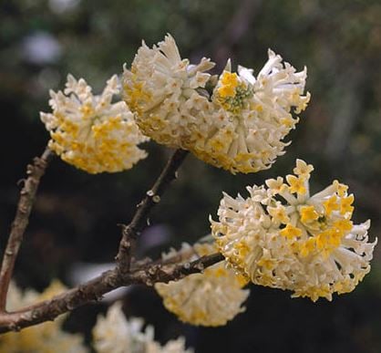 Bilde av Edgeworthia chrysantha 'Grandiflora'-Spanne Plantesalg