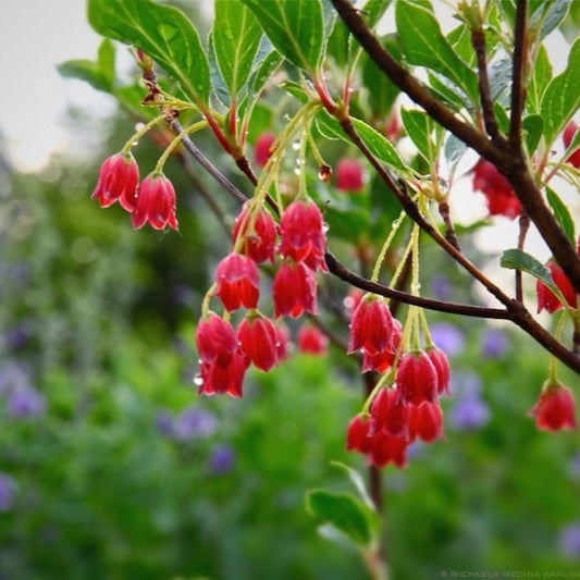 Bilde av Enkianthus camp. 'Red Bells'-Spanne Plantesalg