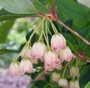 Bilde av Enkianthus camp. Pretty Coat-Spanne Plantesalg