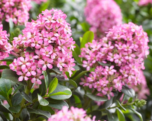 Bilde av Escallonia laevis Pink Elle ('Lades')-Spanne Plantesalg