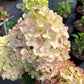 Bilde av Hydrangea pan. Petite Cherry stam 60-Spanne Plantesalg