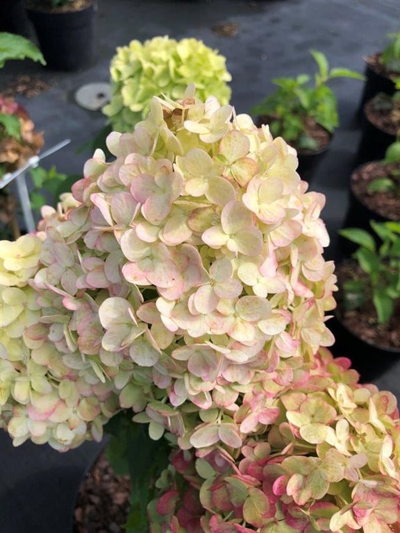 Bilde av Hydrangea pan. Petite Cherry stam 60-Spanne Plantesalg