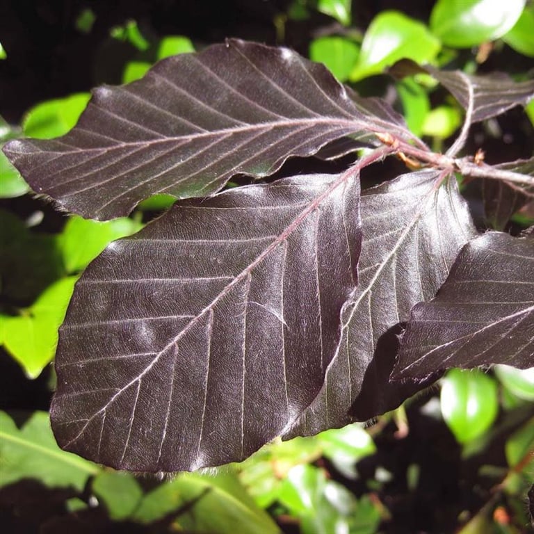 Bilde av Fagus syl. 'Purpurea Pendula' 150-175cm-Spanne Plantesalg