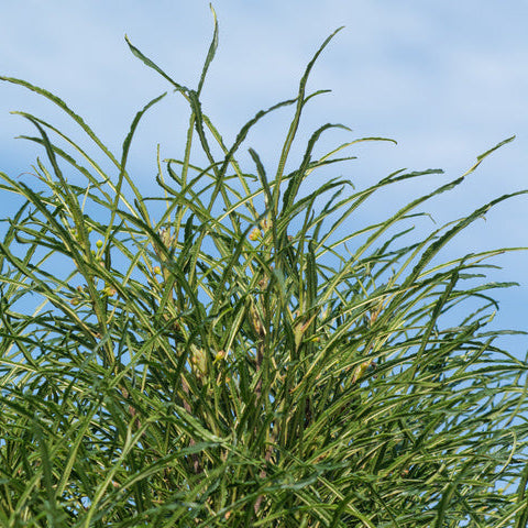 Bilde av Frangula alnus 'Fine Line' ®-Spanne Plantesalg