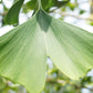 Bilde av Ginkgo biloba C3-Spanne Plantesalg