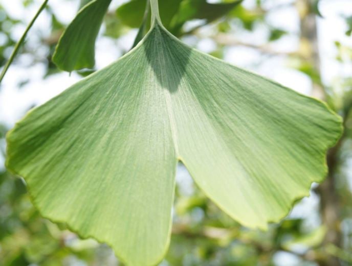 Bilde av Ginkgo biloba C3-Spanne Plantesalg