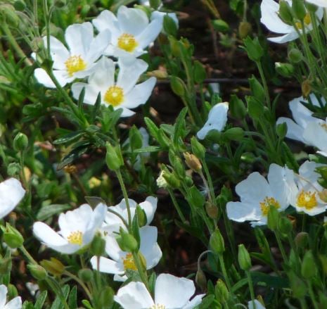 Bilde av Halimium umbellatum-Spanne Plantesalg