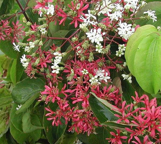 Bilde av Heptacodium miconioides-Spanne Plantesalg