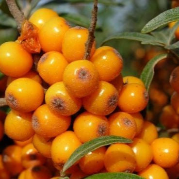 Bilde av Hippophae rhamn. 'Friesdorfer Orange' ®-Spanne Plantesalg