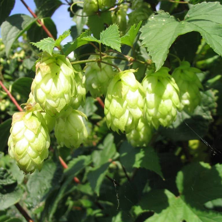 Bilde av Humulus lupulus 'Nordbrau'-Spanne Plantesalg