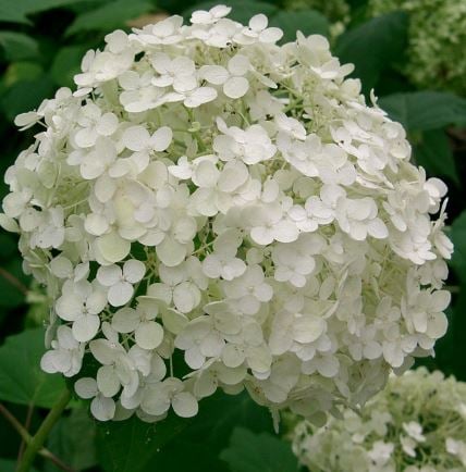 Bilde av Hydrangea arb. 'Annabelle'-Spanne Plantesalg