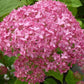 Bilde av Hydrangea arb. 'Invincibelle' ® (Pink Annabelle)-Spanne Plantesalg