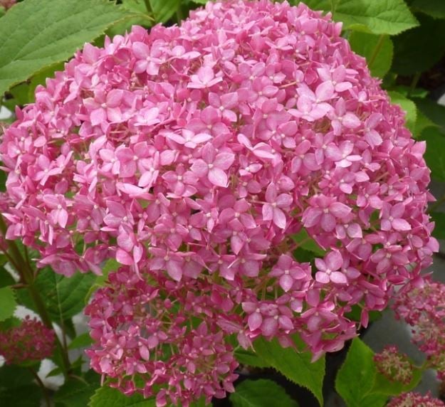 Bilde av Hydrangea arb. 'Invincibelle' ® (Pink Annabelle)-Spanne Plantesalg