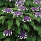 Bilde av Hydrangea asp. 'Macrophylla' 50-60cm-Spanne Plantesalg